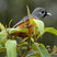 Black-faced Monarch